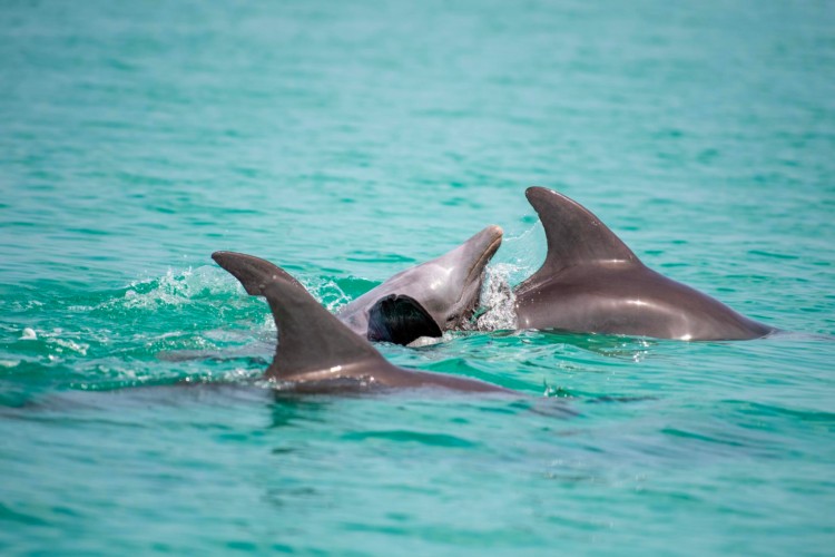 Wild About Dolphins Charters-Dolphins playing